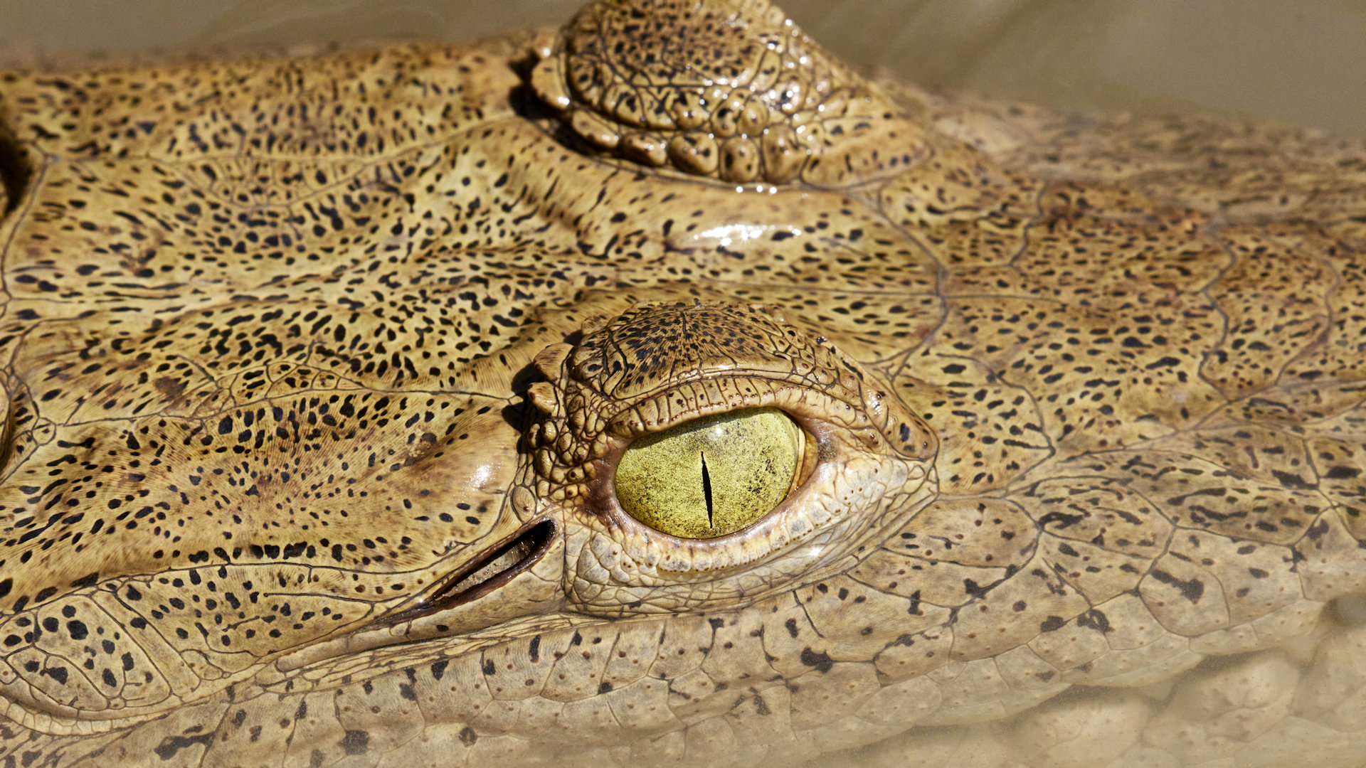 a cayman, about 2 metres long (or possibly a young American crocodile?) - image 1